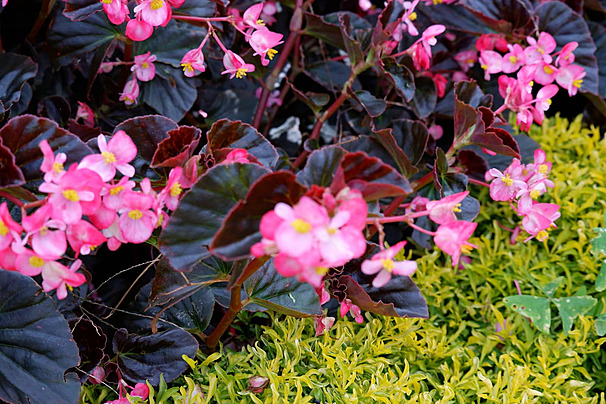 Begonia Rajin