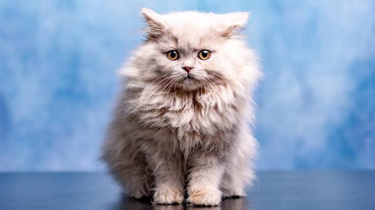 Bulu Kucing Persia