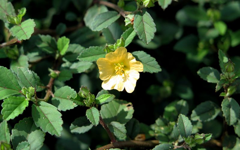 Bunga Sidaguri