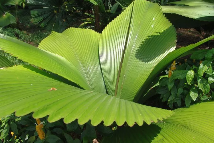 Daun Sang