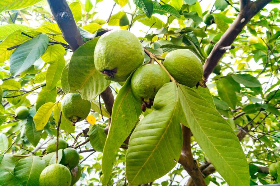 Pohon Jambu Kristal